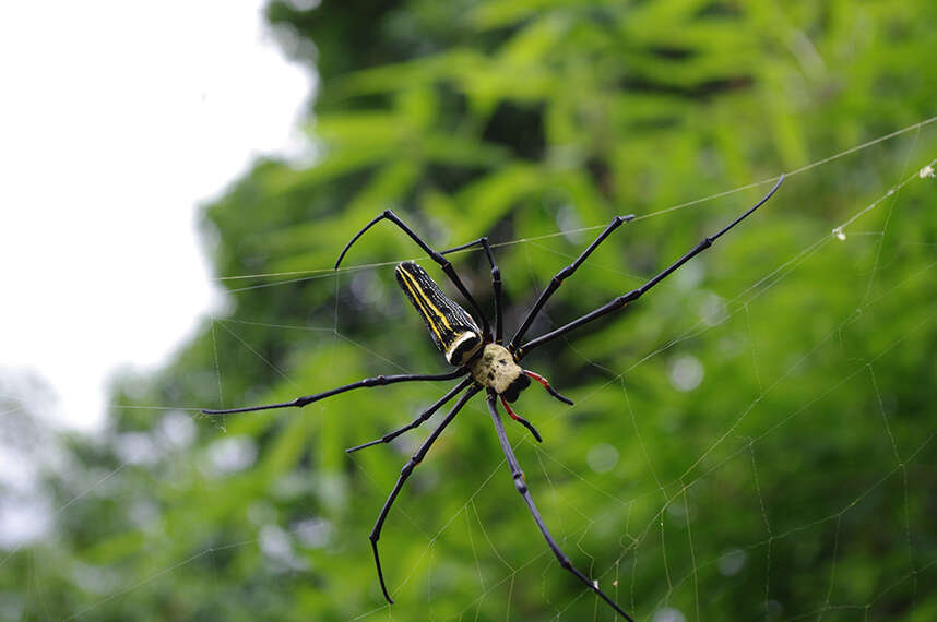 Image of Nephila pilipes (Fabricius 1793)