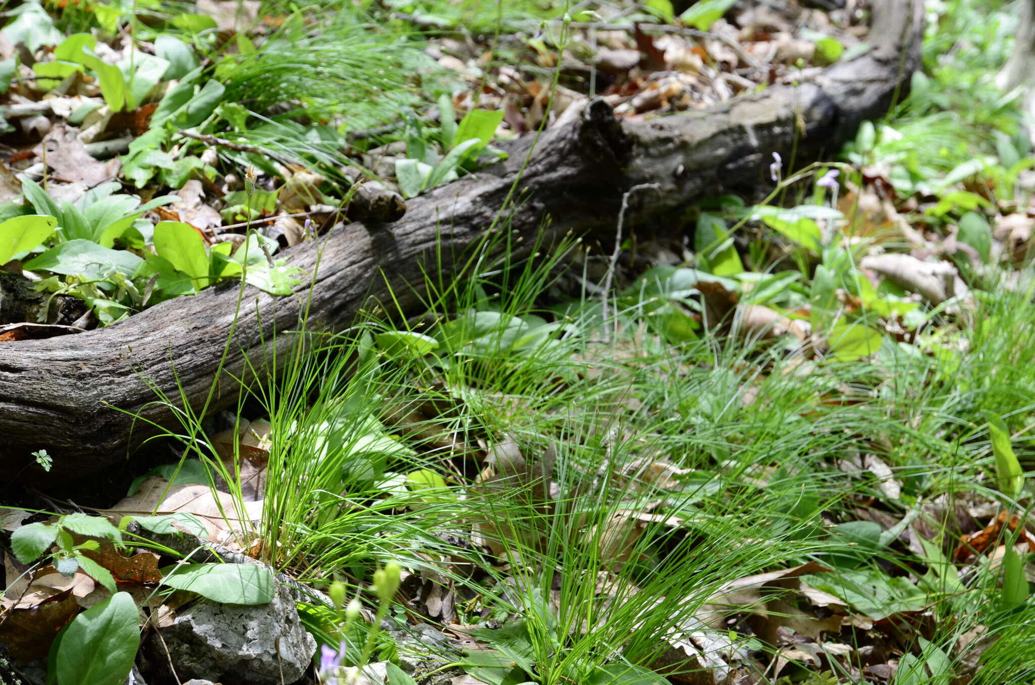 Image of bashful bulrush