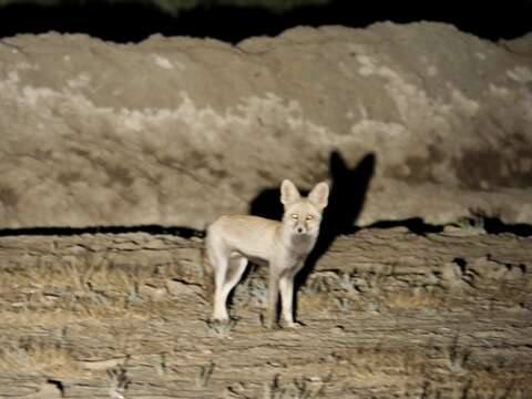 Image of white-footed fox