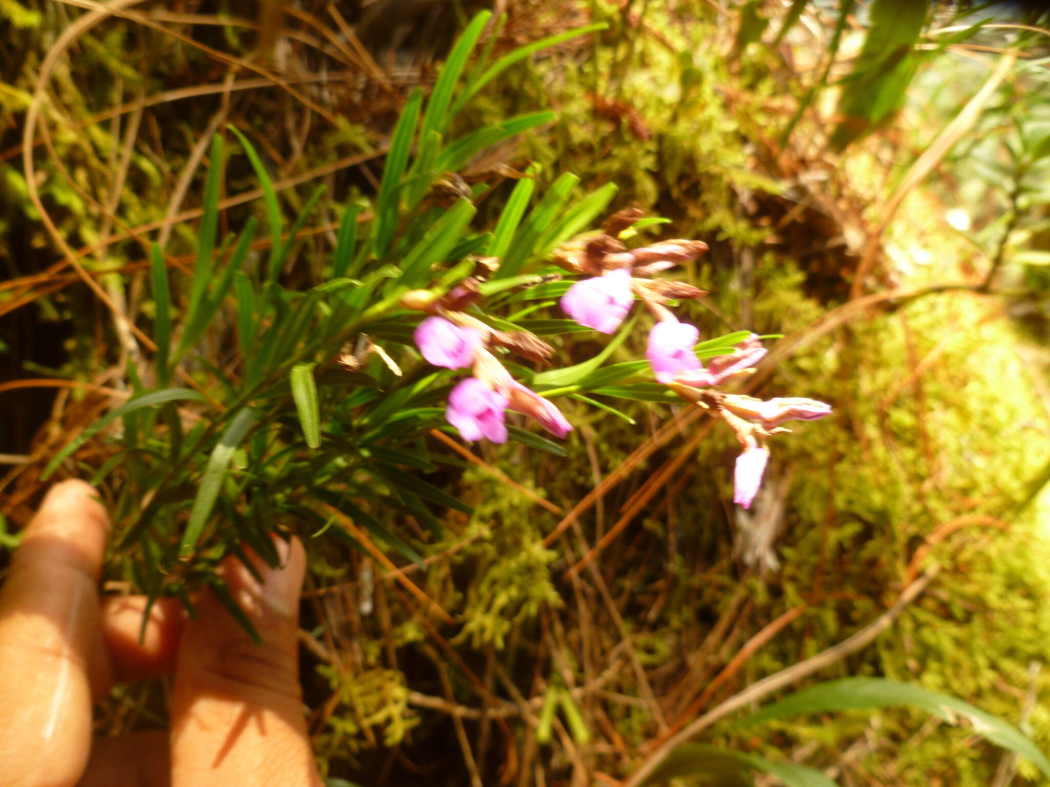 Imagem de Isochilus oaxacanus Salazar & Soto Arenas