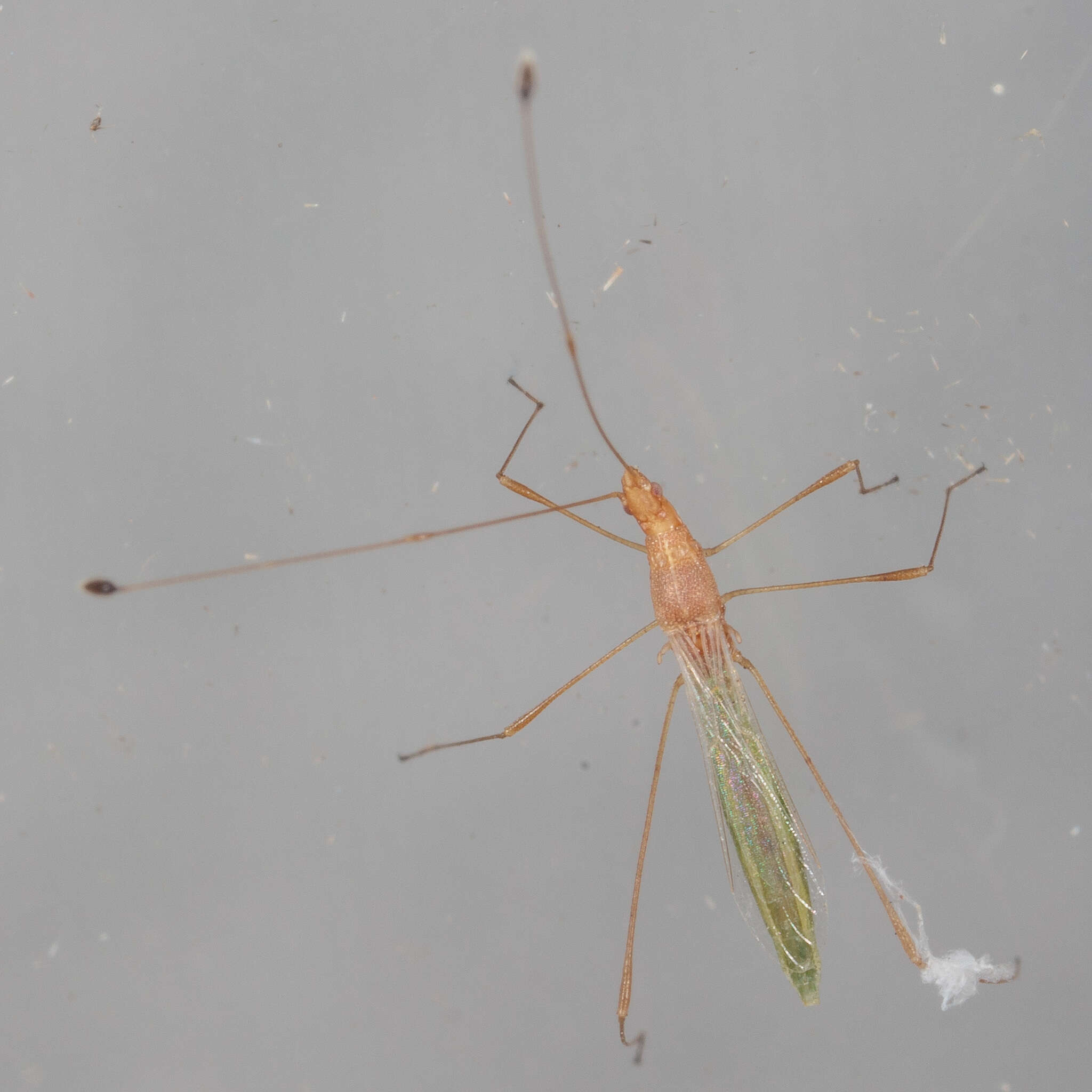 Image of Metacanthus (Metacanthus) multispinus (Ashmead 1887)