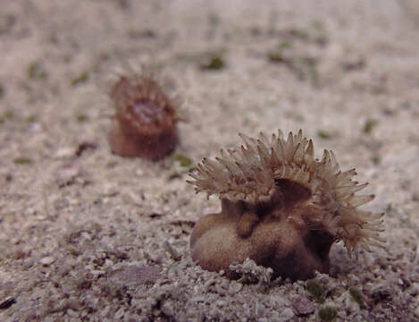 Image of Button Coral