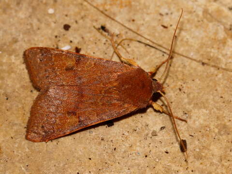 Image of flounced chestnut