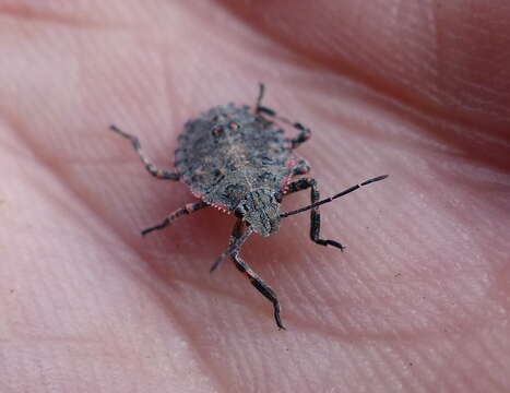 Image of Four-humped Stink Bug