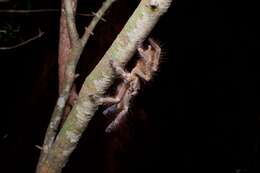 Image of Ivory Ornamental Tarantula