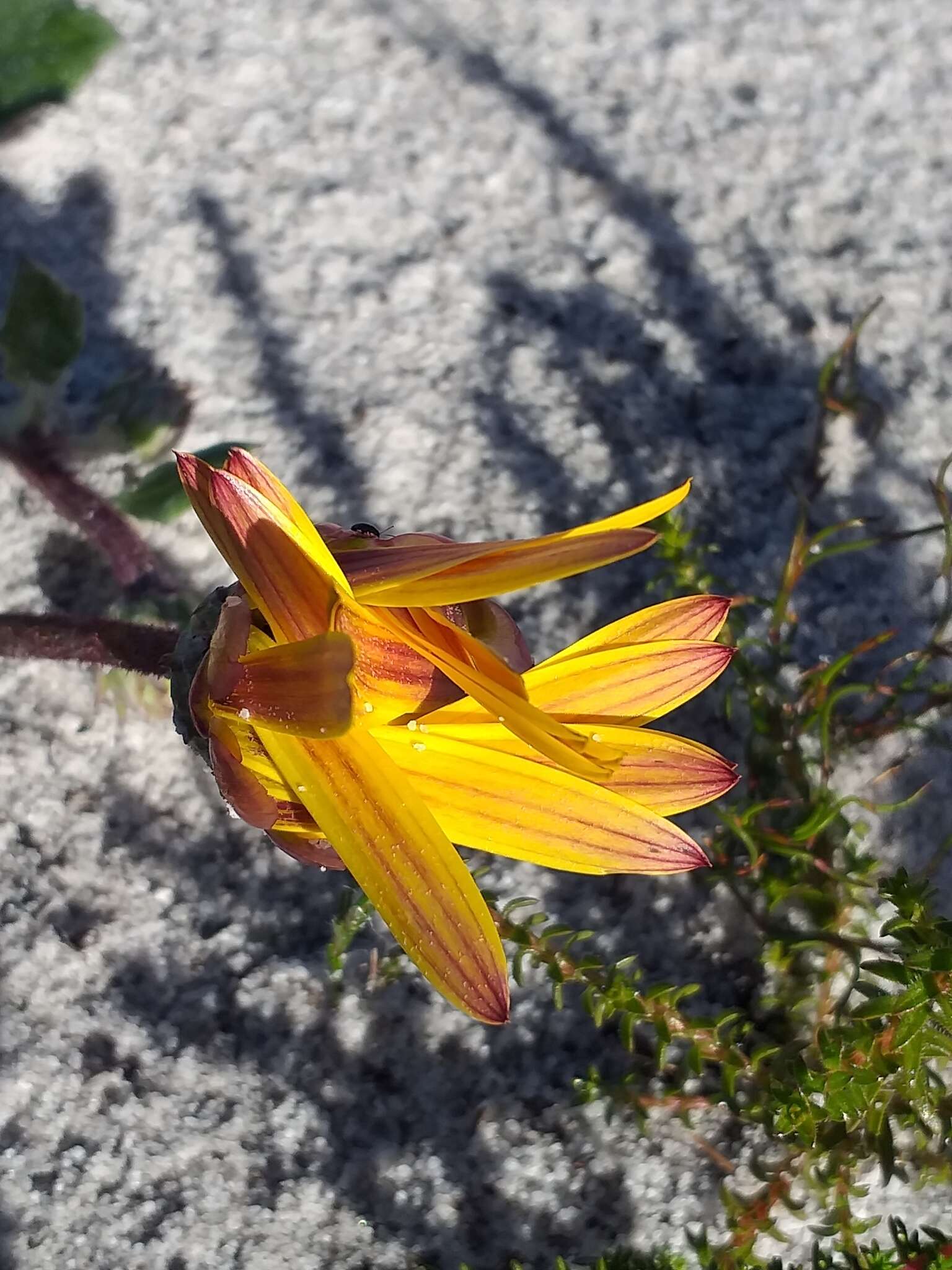 Image de Arctotis angustifolia L.