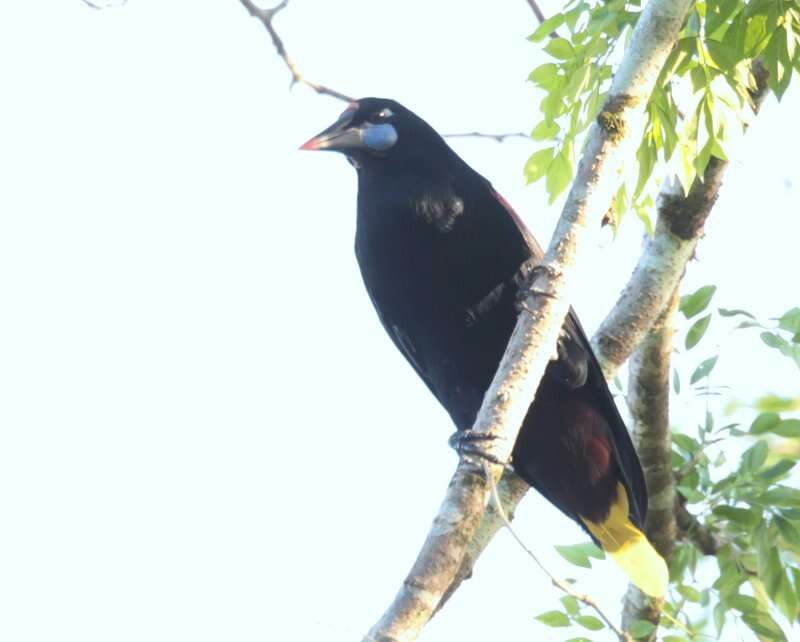 Image of Black Oropendola