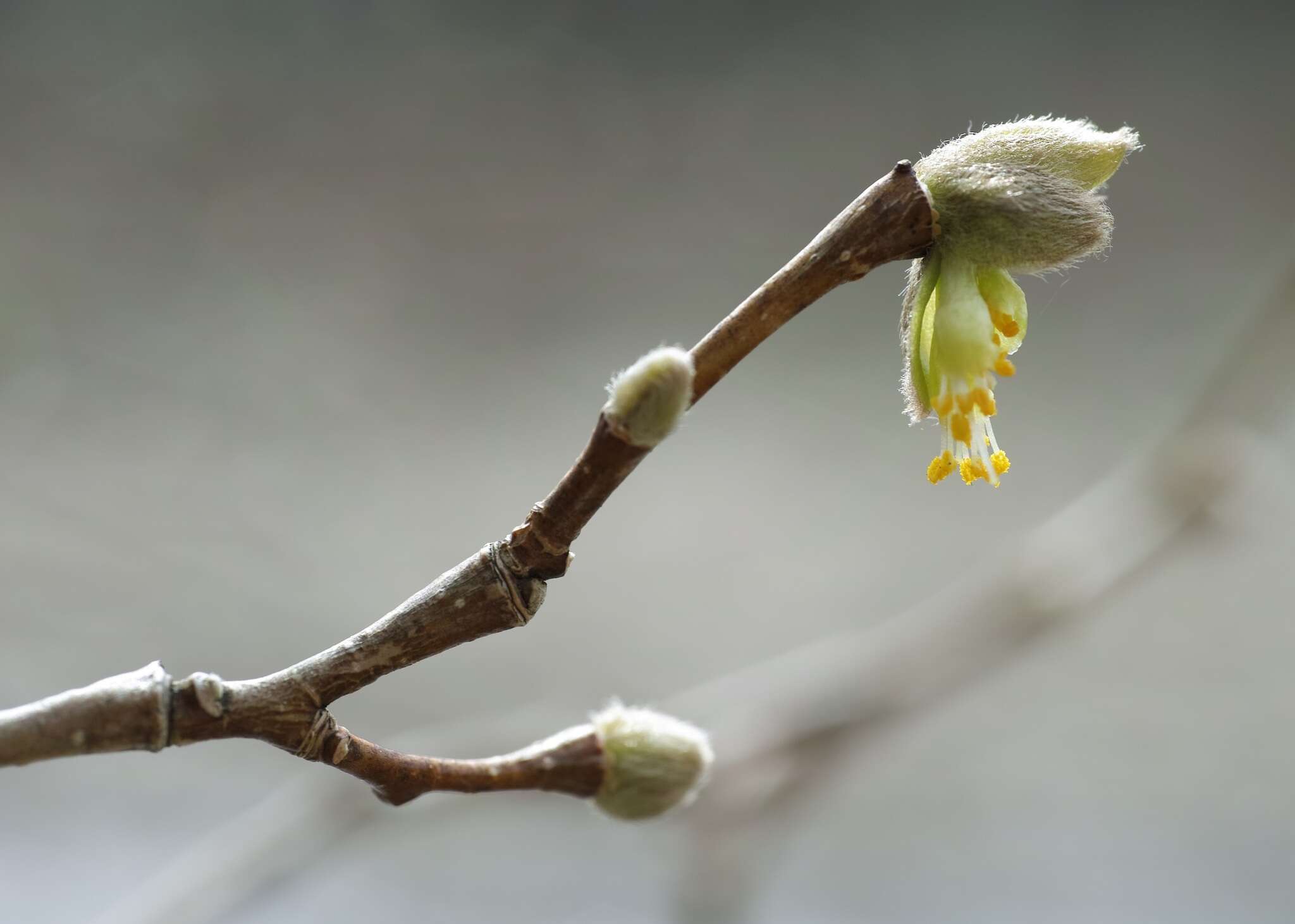 Sivun Dirca palustris L. kuva