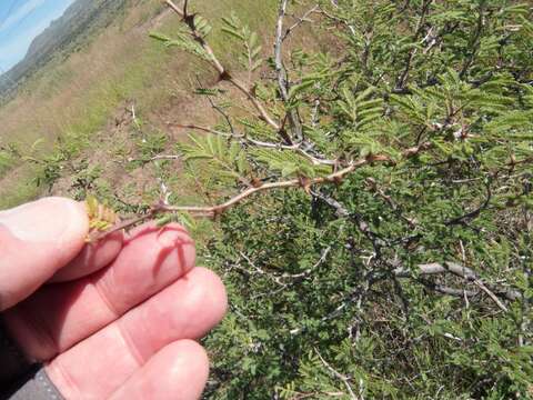 Plancia ëd Mimosa aculeaticarpa Ortega