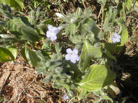 Image of Ruellia inundata Kunth