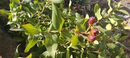 Image de Hypericum grandifolium Choisy