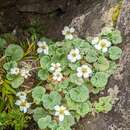 Geum talbotianum W. M. Curtis的圖片