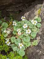 Image of Geum talbotianum W. M. Curtis