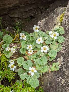 Image of Geum talbotianum W. M. Curtis