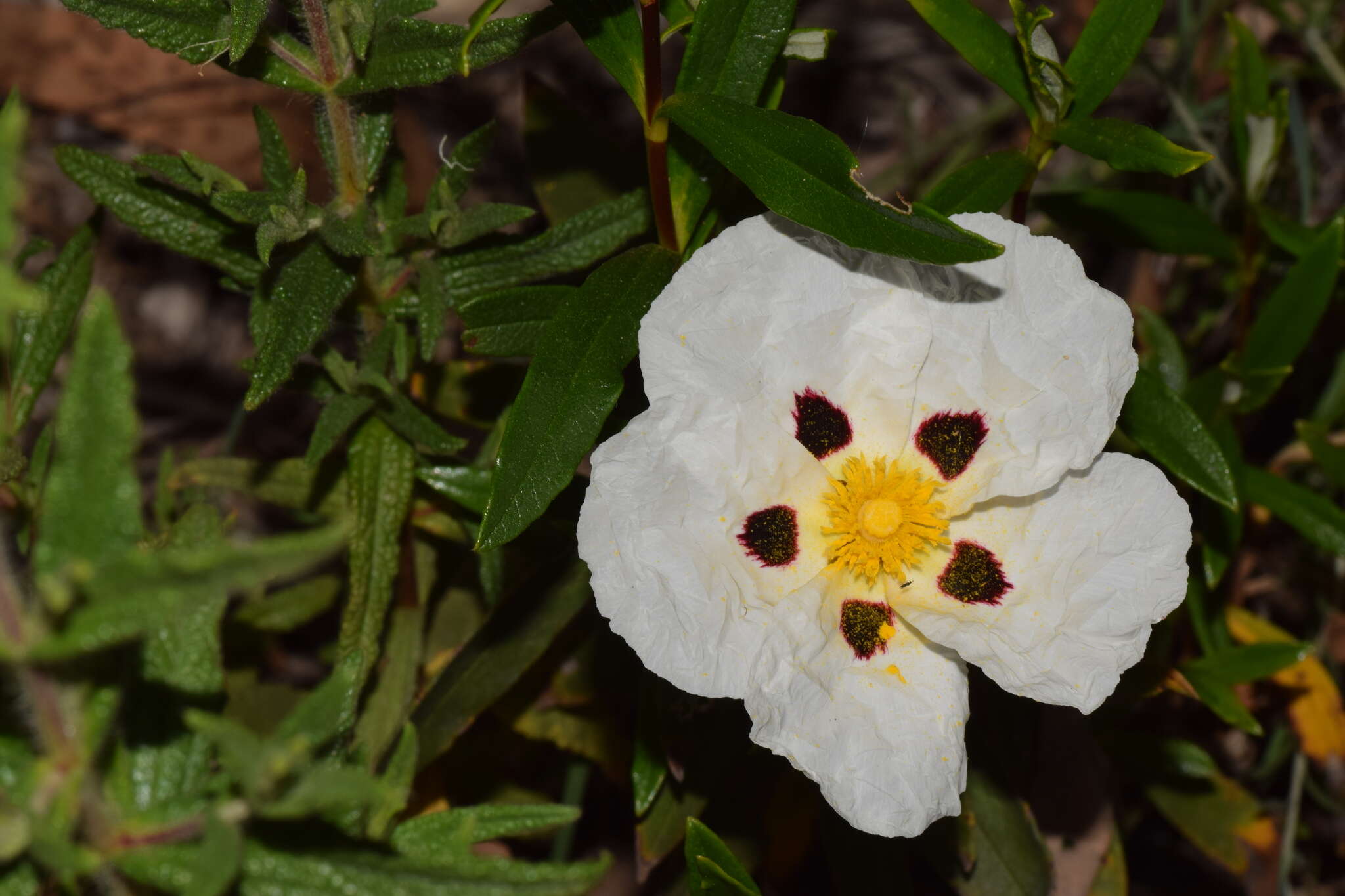 Image of common gum cistus