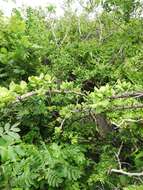 Image of Pereskiopsis rotundifolia (DC.) Britton & Rose