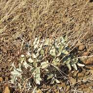 Plancia ëd Hedysarum argyrophyllum Ledeb.