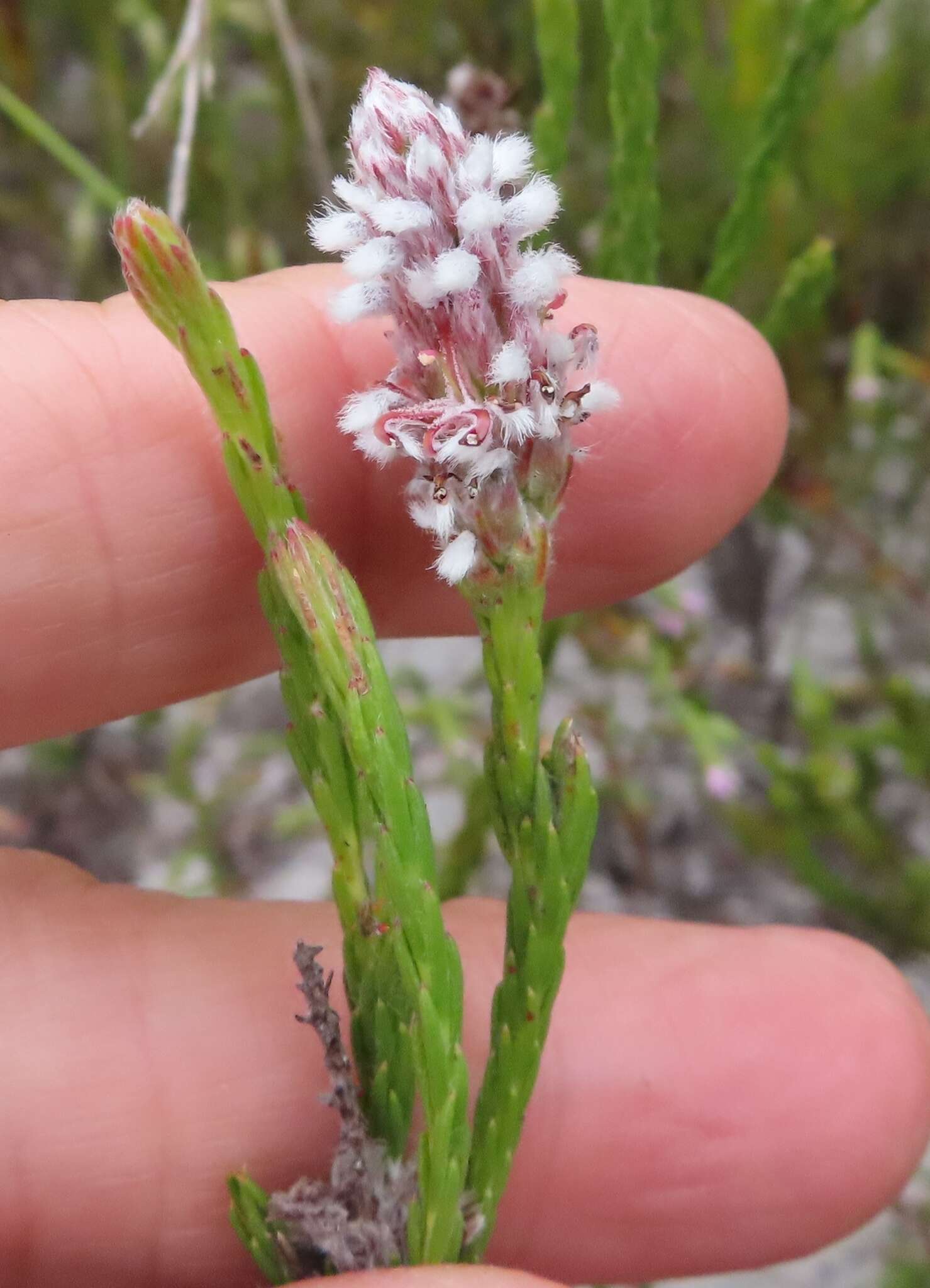 Image of Spatalla ericoides Phillips