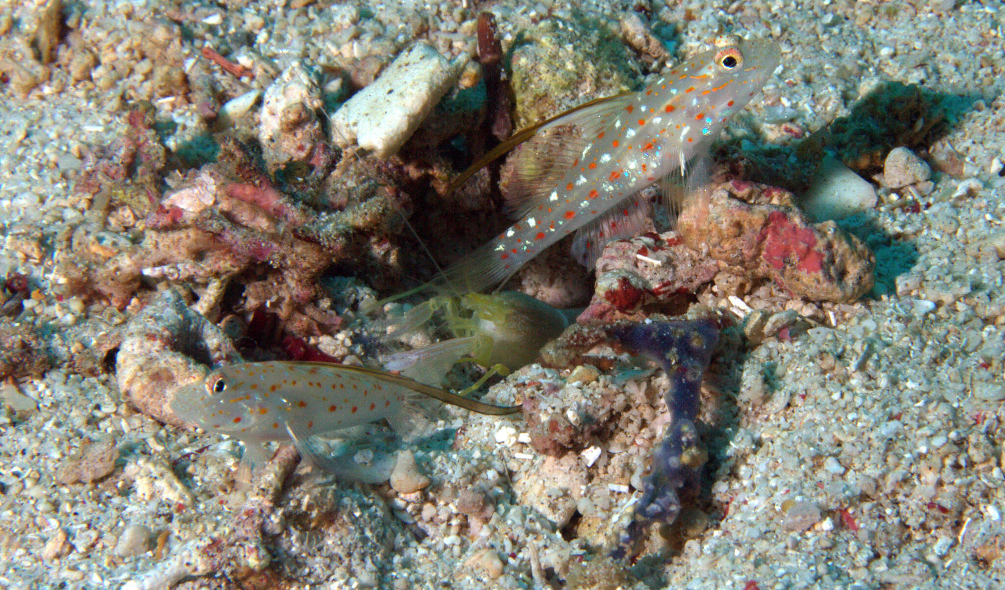 Image of Tangaroan shrimp-goby