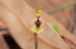 Imagem de Chiloglottis seminuda D. L. Jones