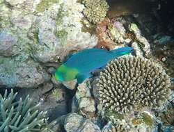 Image of Greensnout parrotfish