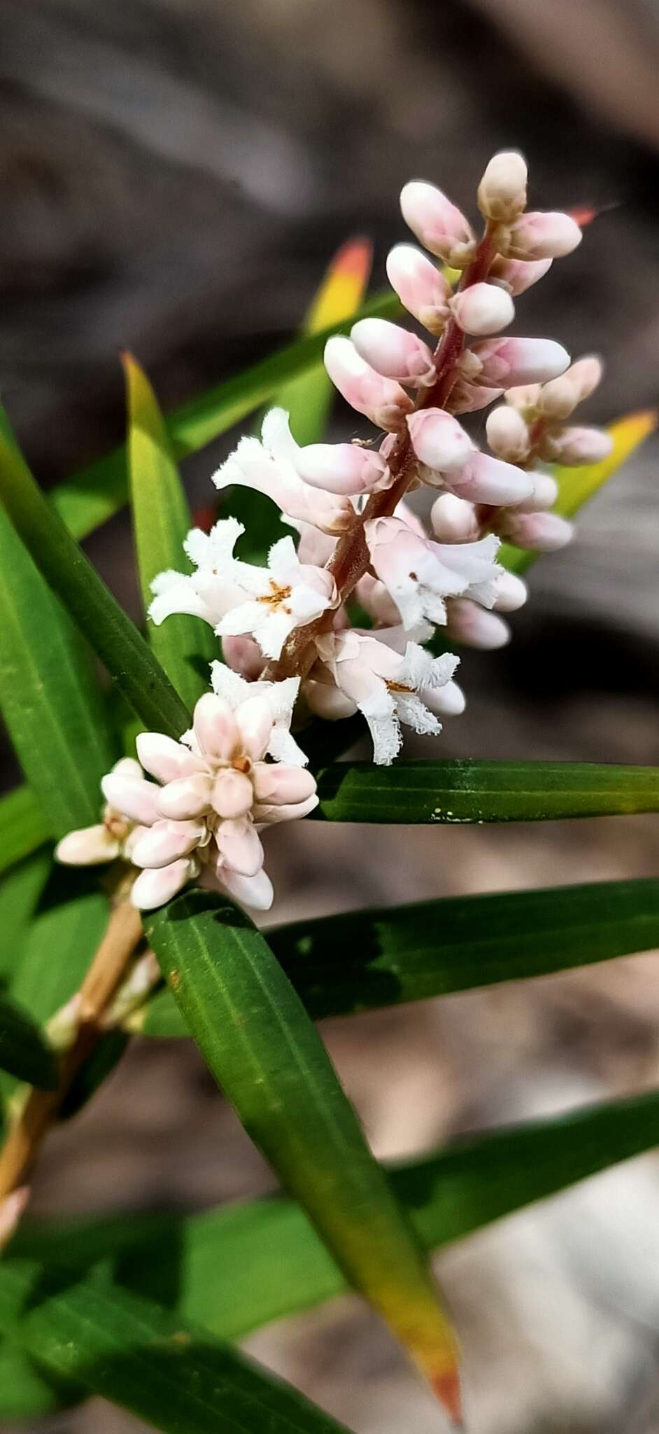 Image of Leucopogon australis R. Br.