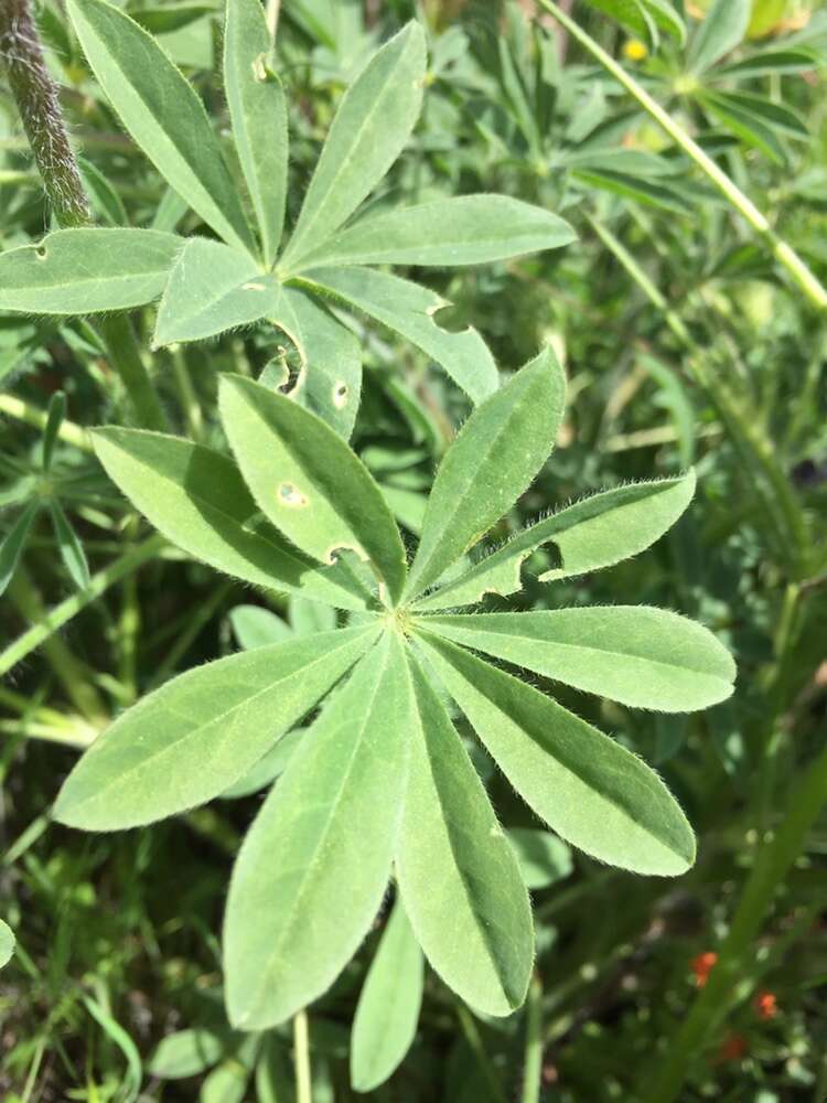 Image of <i>Lupinus <i>microcarpus</i></i> var. microcarpus