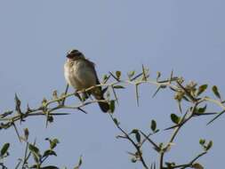 Image of Sahel Paradise Whydah