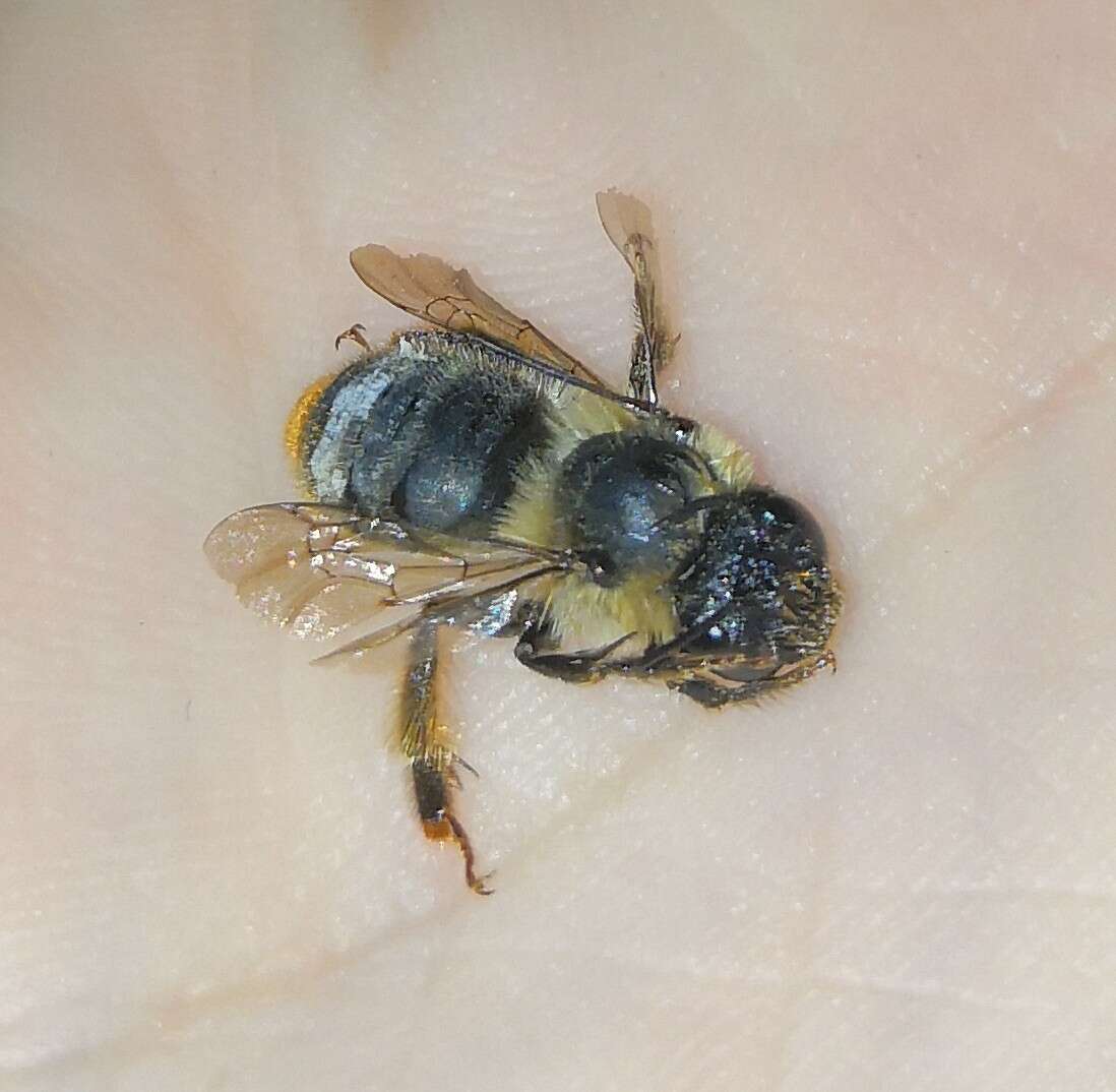 Image of Anthophora furcata (Panzer 1798)