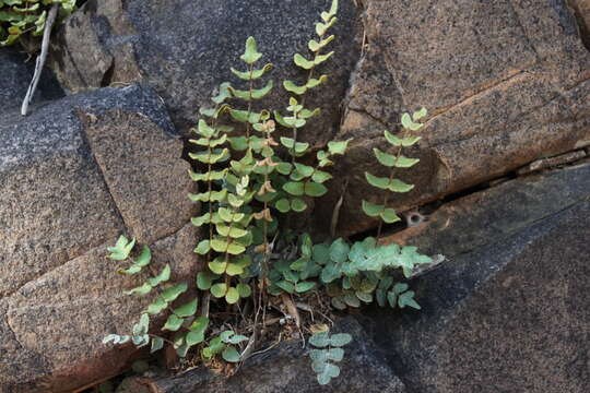 Image de Pellaea reynoldsii