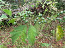 Image of Solanum stellatiglandulosum Bitler