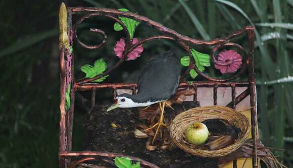 Image of White-breasted Waterhen