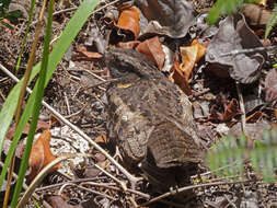 Image of Heinrich's Nightjar