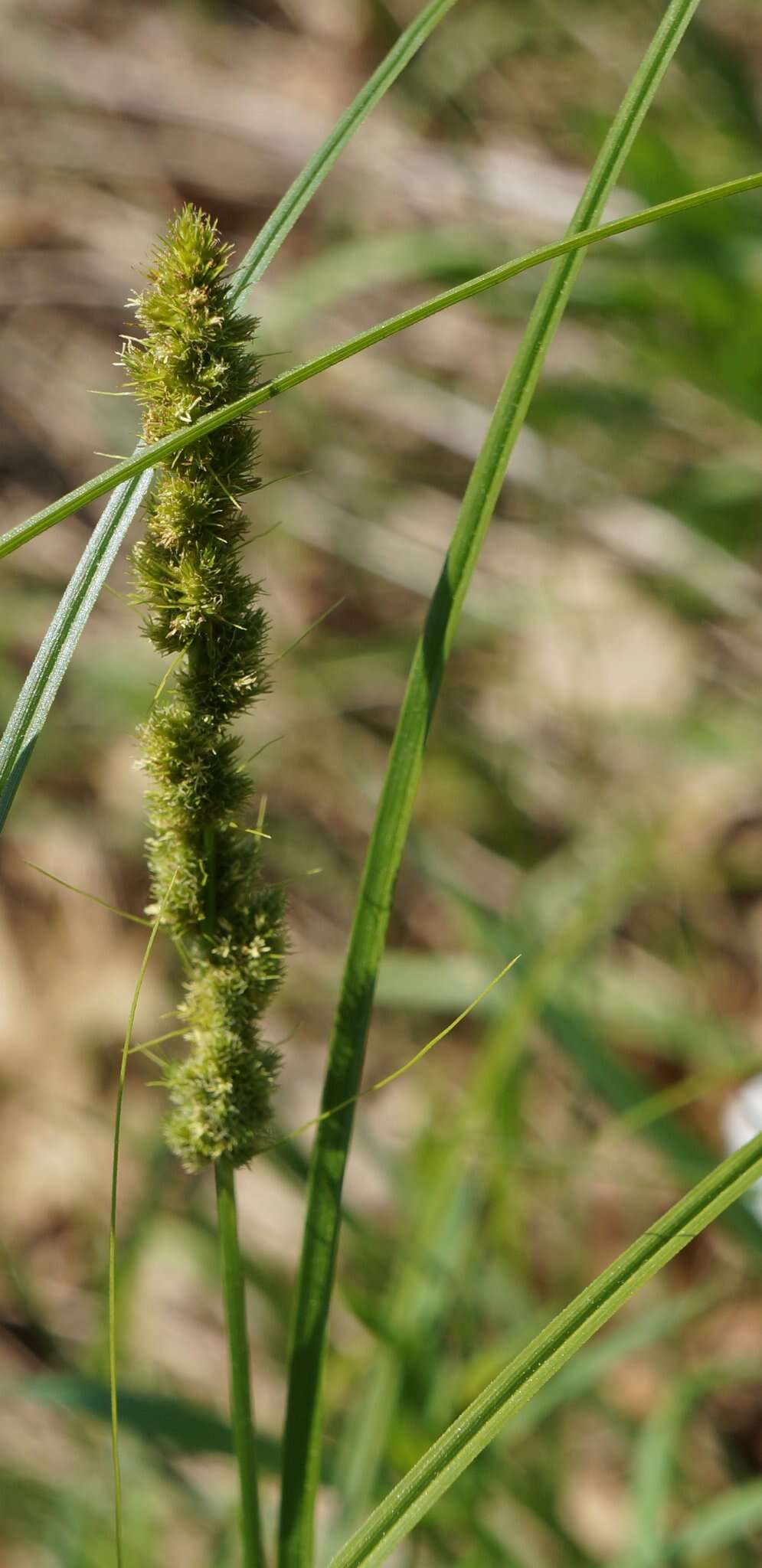 Image of Brown fox sedge