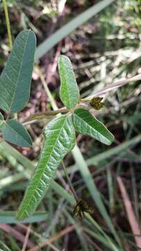 Image of Kennedia coccinea Vent.