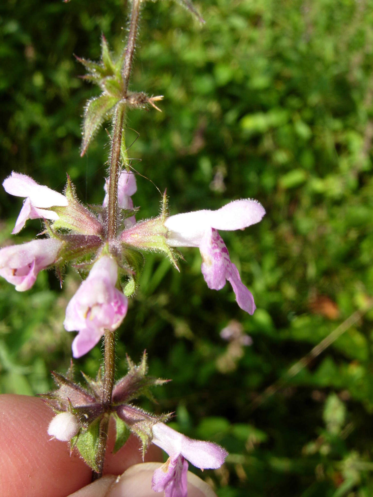 Слика од Stachys pilosa var. arenicola (Britton) G. A. Mulligan & D. B. Munro