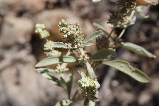 صورة Buddleja sessiliflora Kunth