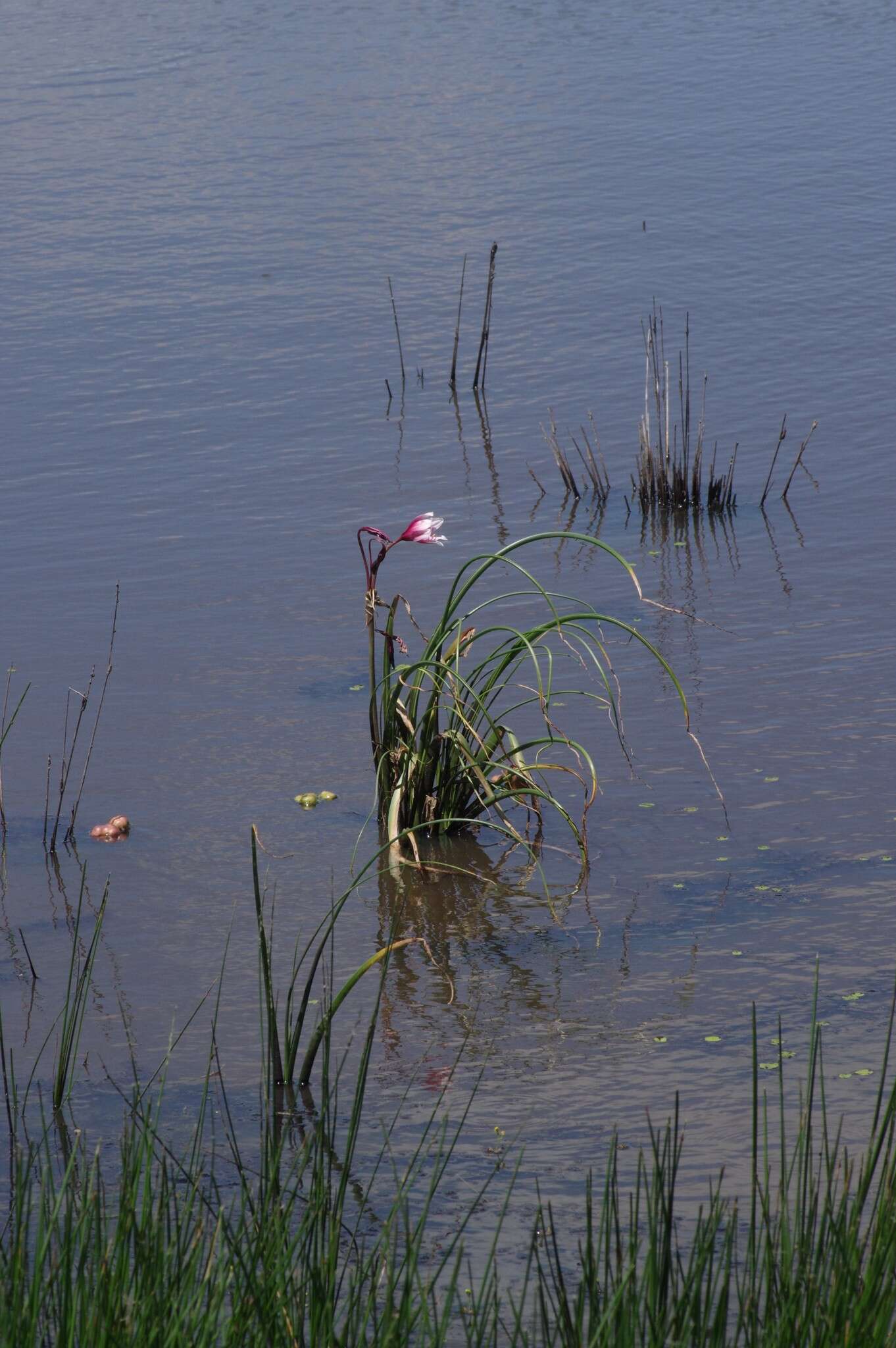 Imagem de Crinum campanulatum Herb.