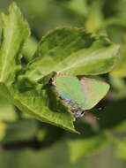 Plancia ëd Callophrys rubi (Linnaeus 1758)