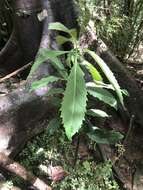 Image de Symplocos cochinchinensis var. stawellii (F. v. Muell.) Nooteboom