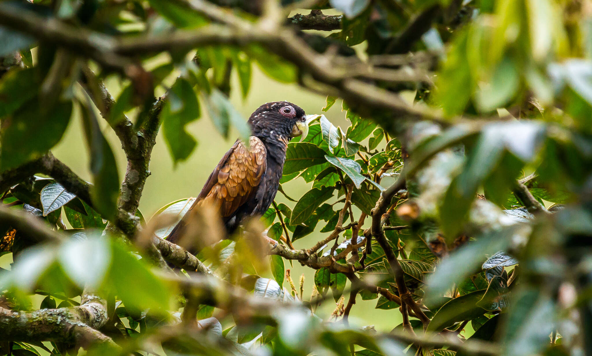 Image of Bronze-winged Parrot