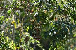 Image of Cissus biformifolia Standl.