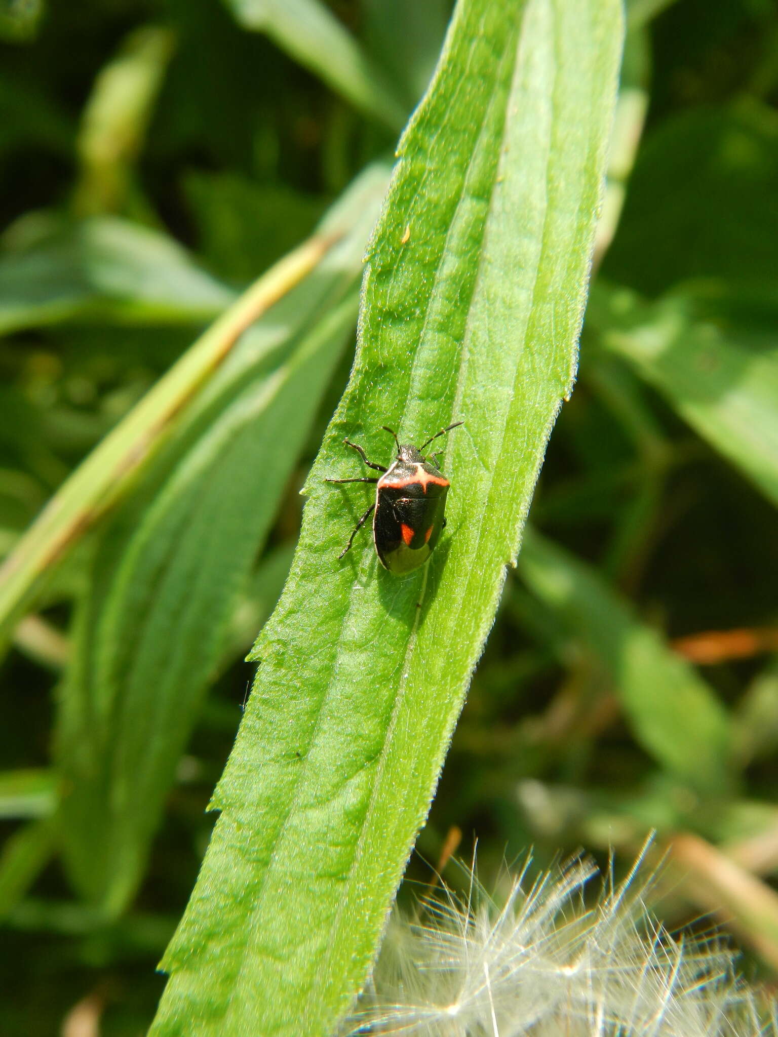 Image of Twice-stabbed Stink Bug