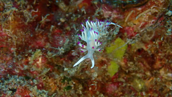 Image de Flabellina llerae Ortea 1989