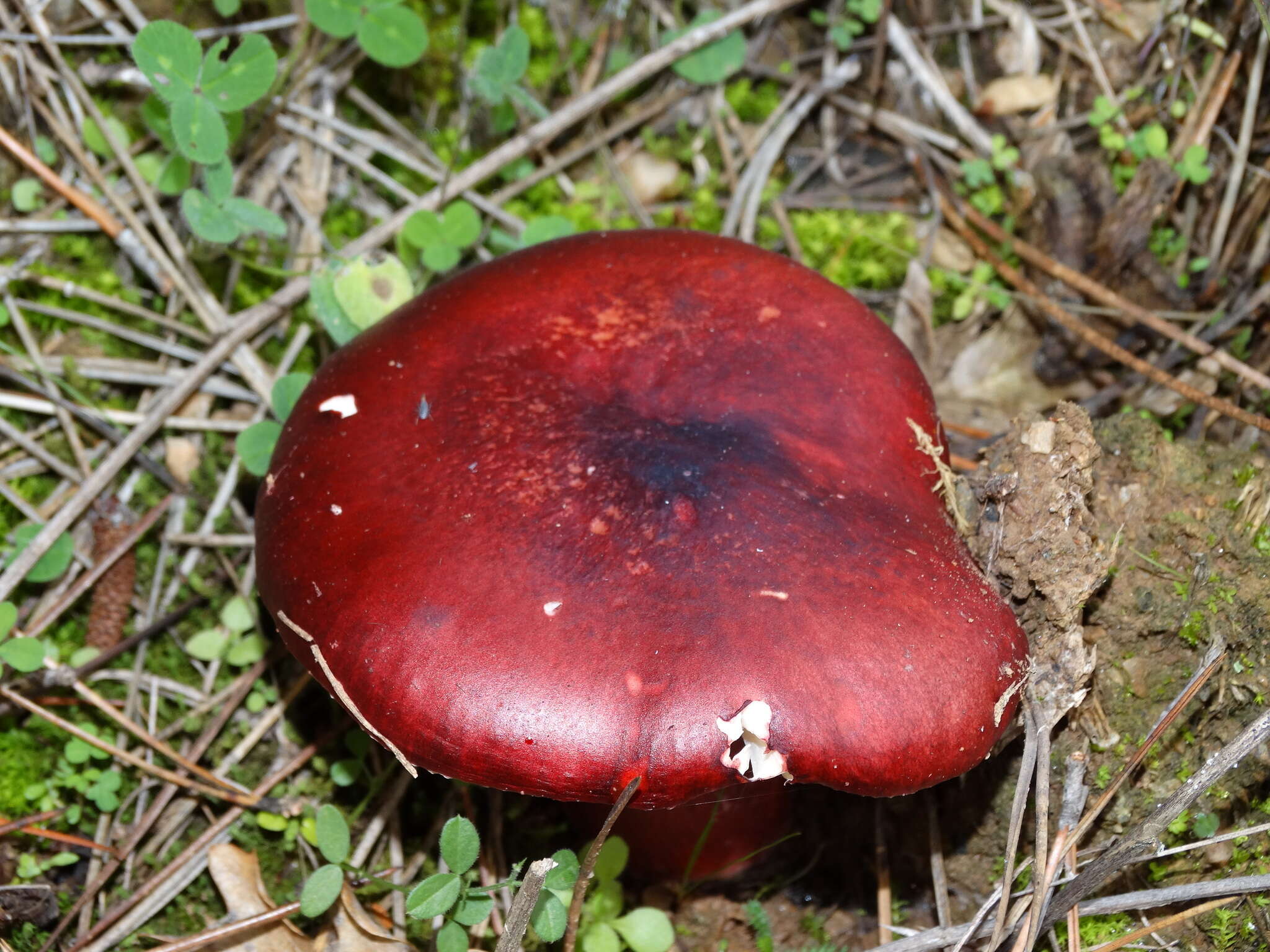 Image of Russula torulosa Bres. 1929