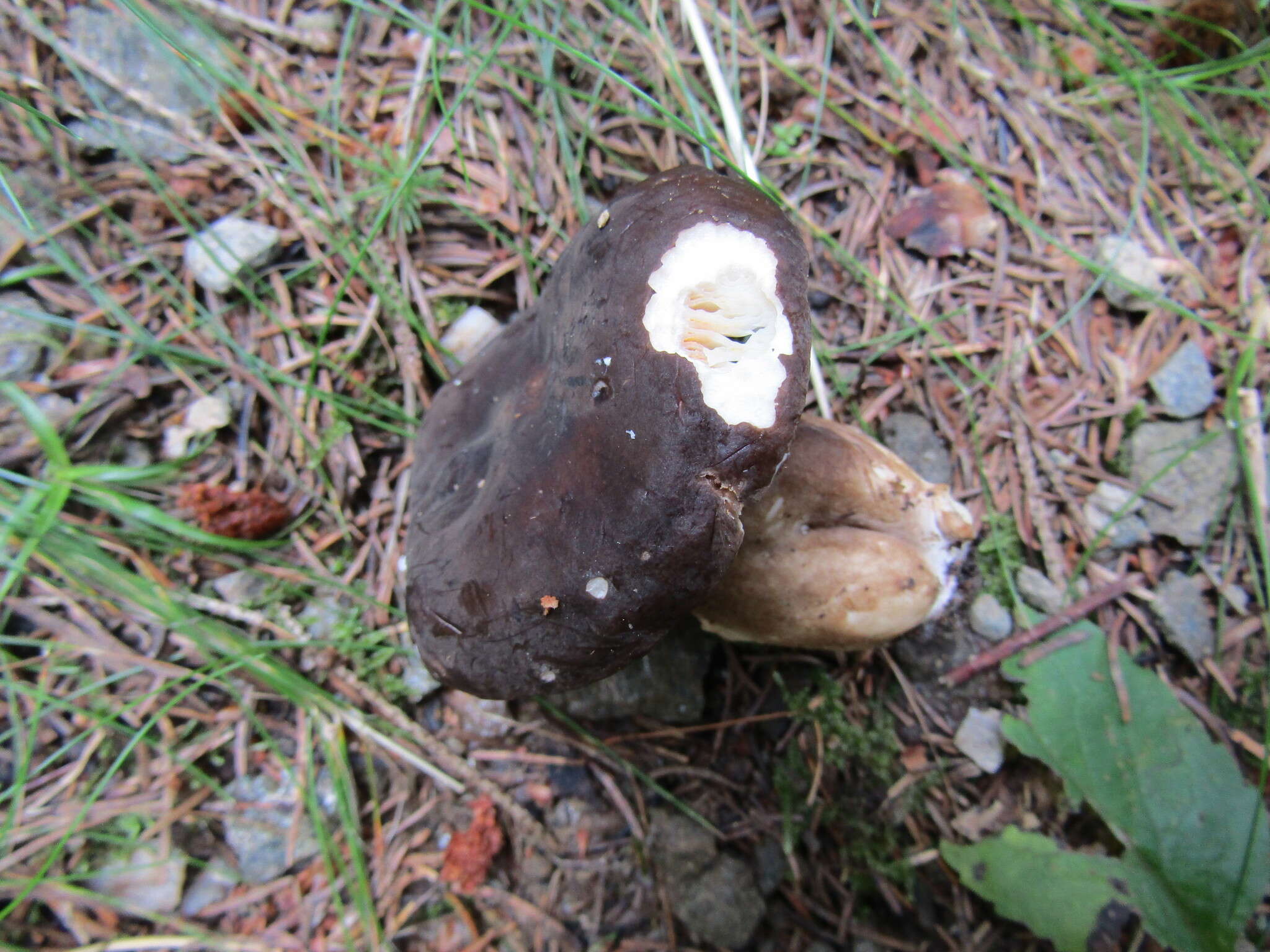 Image of Lactarius picinus Fr. 1838