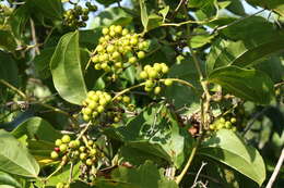 Smilax anceps Willd. resmi