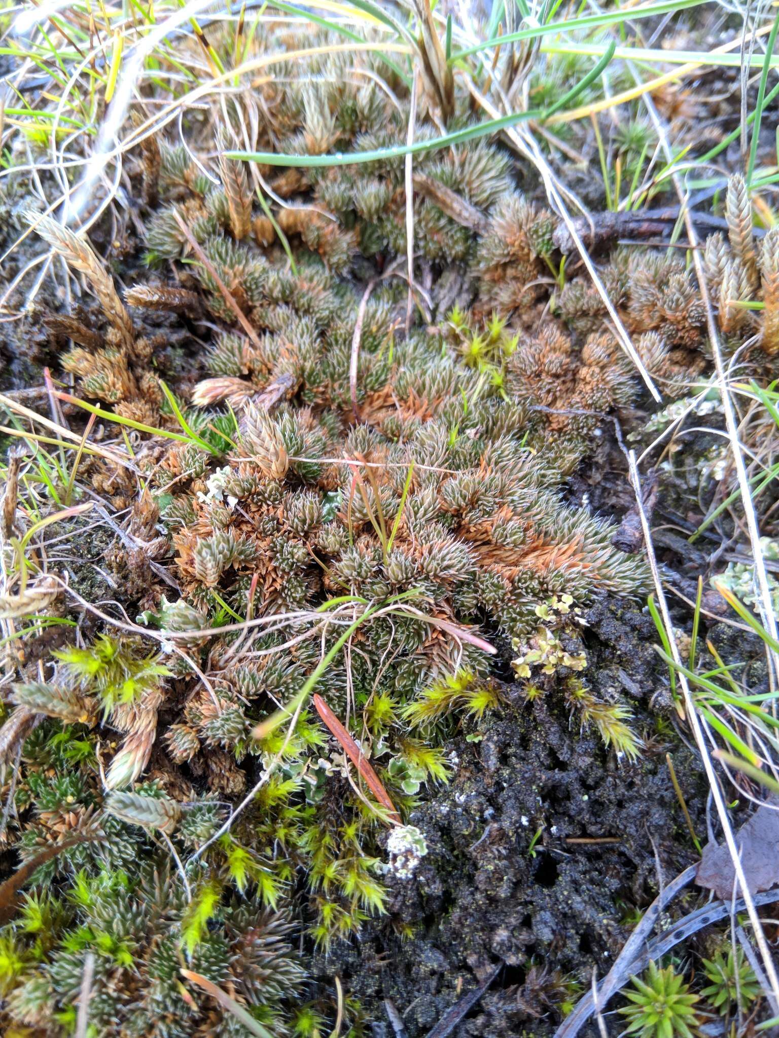 Selaginella densa var. scopulorum (Maxon) R. Tryon resmi