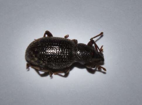 Image of Cribrate Weevil