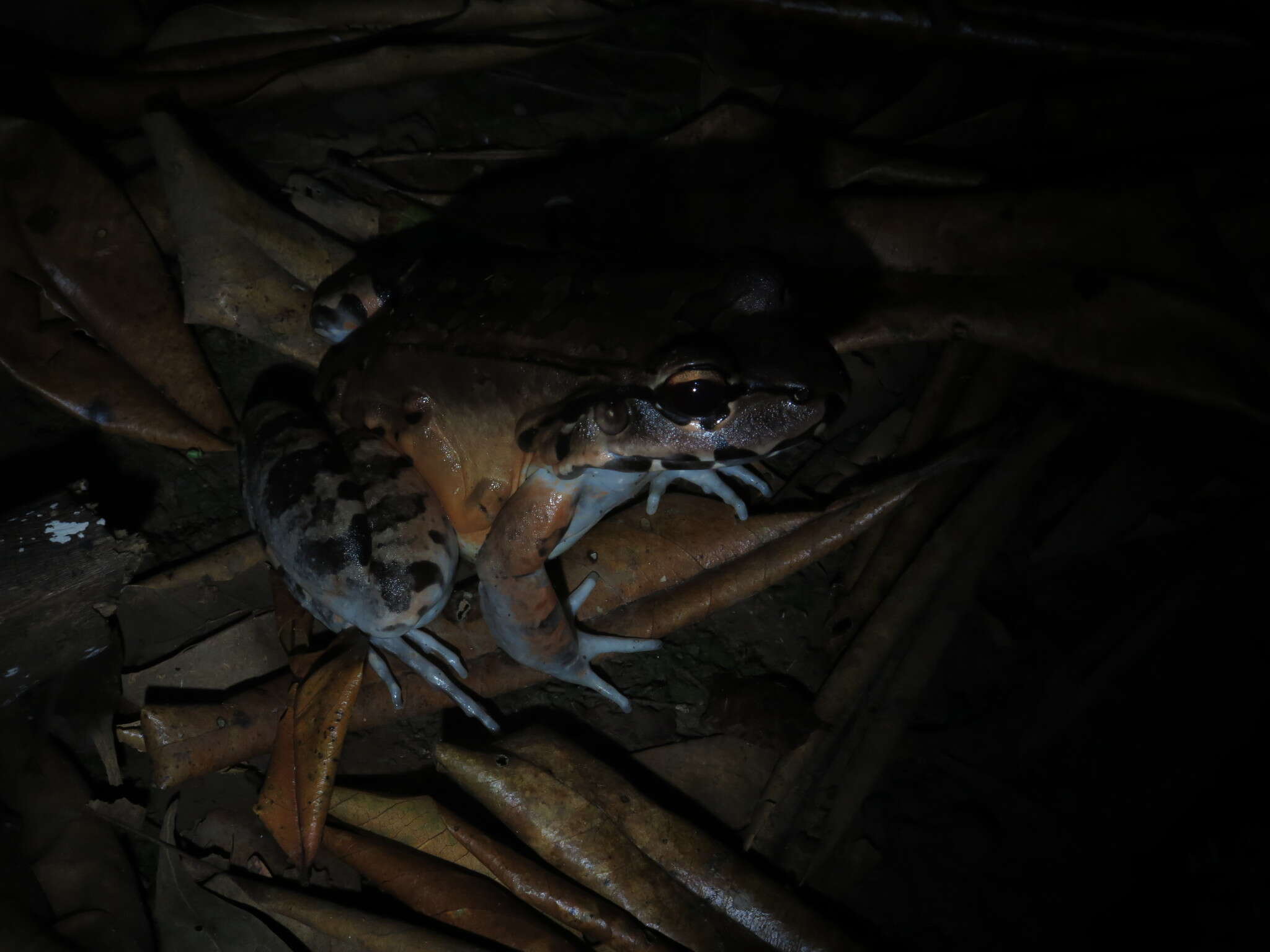 Image of Savage's Thin-toed Frog